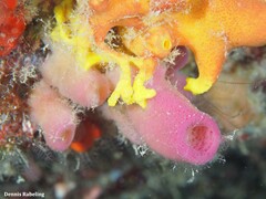 Haliclona mediterranea