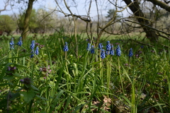 Muscari