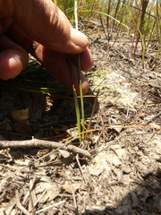 Moraea inconspicua