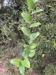 Smilax auriculata