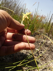 Moraea inconspicua