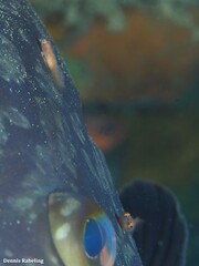 Diplecogaster tonstricula