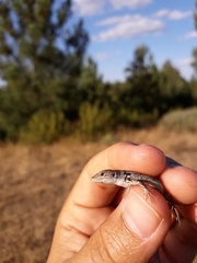 Psammodromus occidentalis