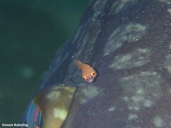 Diplecogaster tonstricula