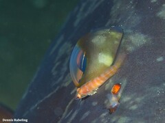 Diplecogaster tonstricula