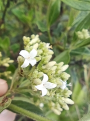 Declieuxia fruticosa