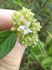 Declieuxia fruticosa