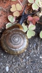 Campylaea illyrica