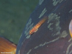 Diplecogaster tonstricula