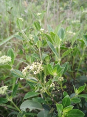 Declieuxia fruticosa