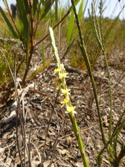 Struthiola ciliata