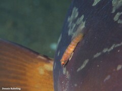 Diplecogaster tonstricula