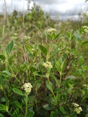 Declieuxia fruticosa