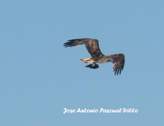 Pandion haliaetus
