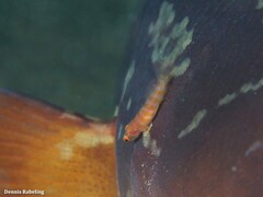 Diplecogaster tonstricula
