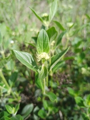 Declieuxia fruticosa