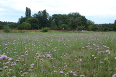 Armeria maritima elongata