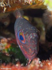 Heteropriacanthus fulgens