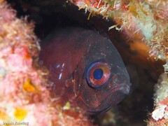 Heteropriacanthus fulgens