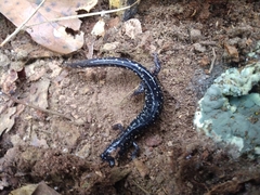 Plethodon mississippi