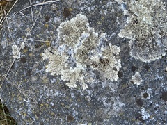 Xanthoparmelia cumberlandia