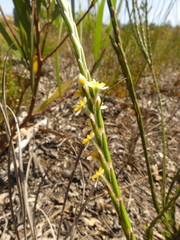 Struthiola ciliata