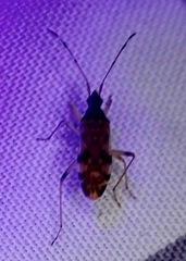 Ozophora picturata