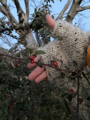 Cotoneaster simonsii
