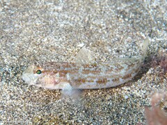 Gobius gasteveni