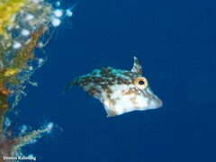 Stephanolepis hispida