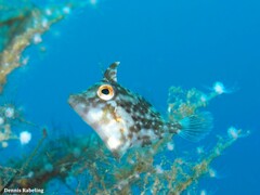 Stephanolepis hispida