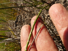Struthiola ciliata