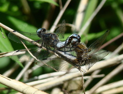 Libellula fulva