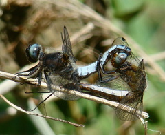 Libellula fulva