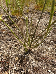 Struthiola ciliata