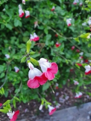 Salvia microphylla