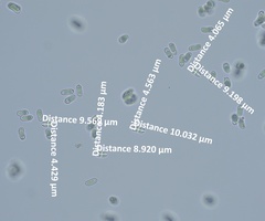 Xanthoconium stramineum