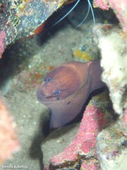 Gymnothorax unicolor