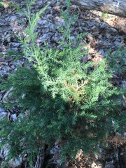 Juniperus virginiana