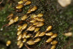 Diphyscium foliosum