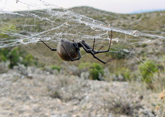Latrodectus lilianae