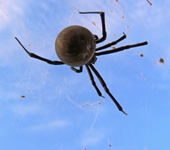 Latrodectus lilianae