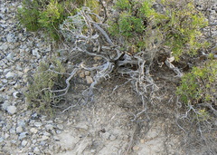 Latrodectus lilianae