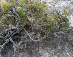 Latrodectus lilianae