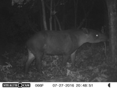 Tapirus bairdii