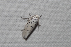 Ethmia coscineutis