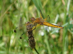 Libellula fulva