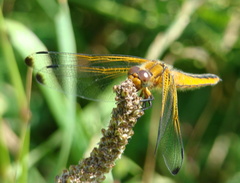 Libellula fulva