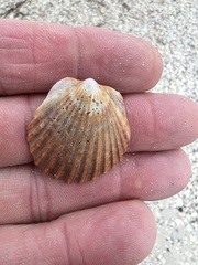 Argopecten irradians