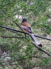 Dendrocitta vagabunda